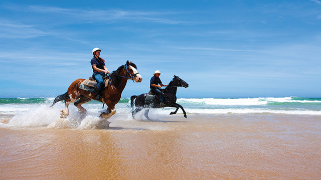 Horse Riding Port Stephens Sydney to Port Stephens my nrma road trips