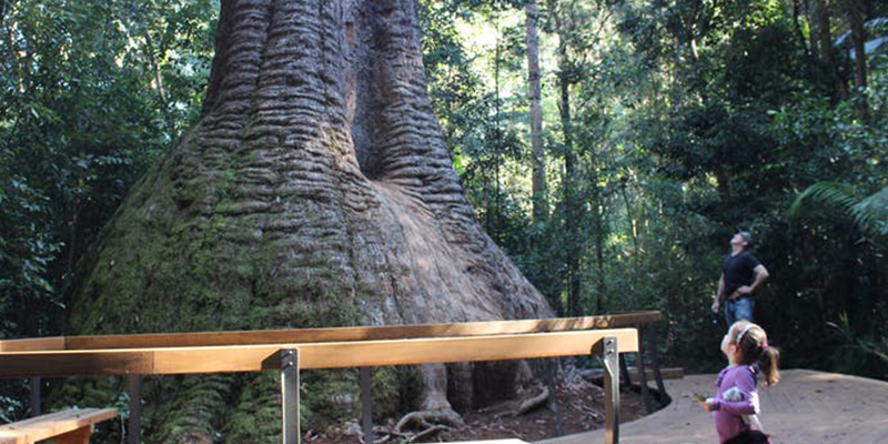 Old Bottlebutt - Wauchope Credit Visit NSW Old Bottlebutt - Wauchope Credit Visit NSW