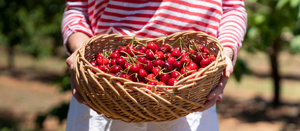 Where to go fruit picking in NSW The NRMA