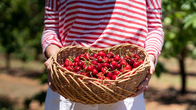 person wearing a red and white striped top holding a basket of cherries