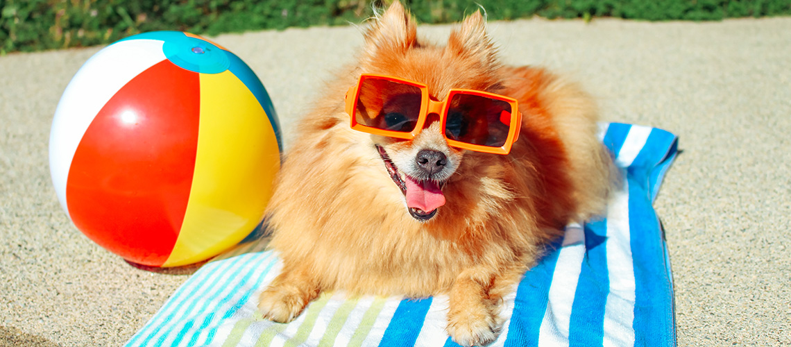 NRMA Pet Friendly Holiday Parks