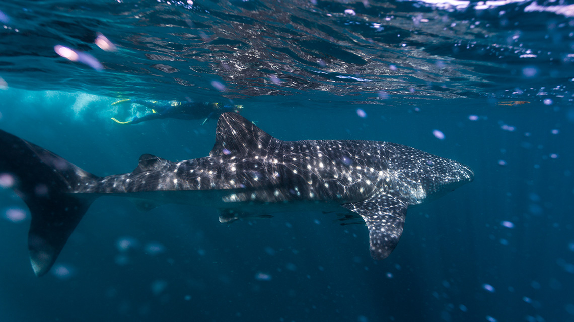Whale Shark Ningaloo Reef Resort my nrma holiday parks and resorts WA