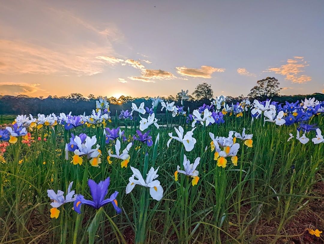 a field of flowers at sunset