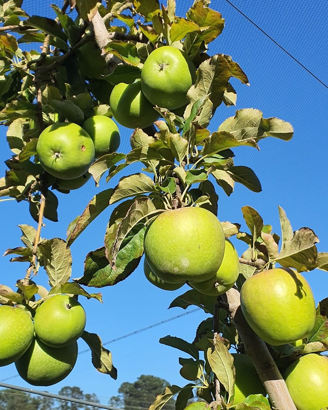 green apples growing on a tree