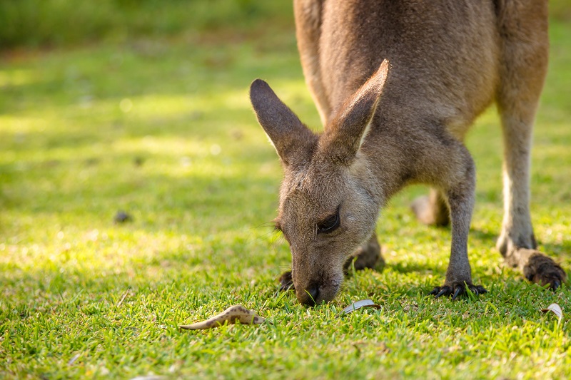 kangaroo eating grass
