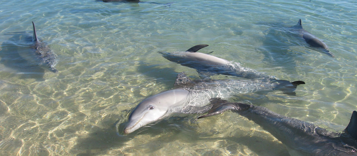 Monkey Mia Dolphins