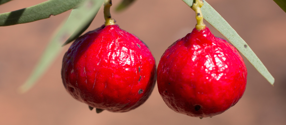 Close up of Quandong fruit