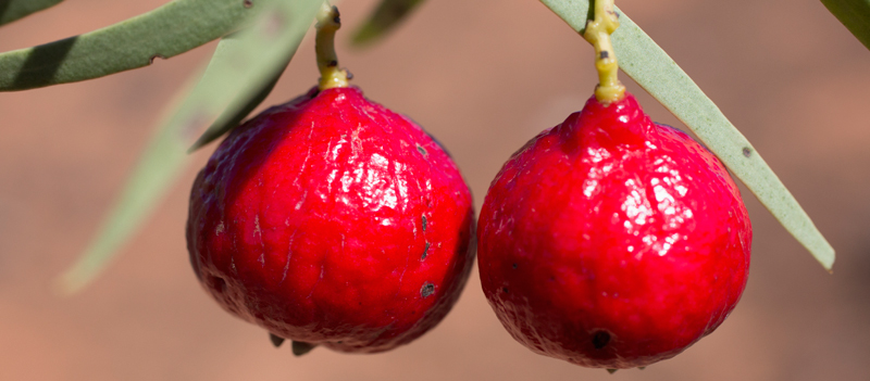 Close-up of quandong hanging on plant outdoors