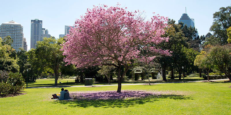 Brisbane Botanic Gardens