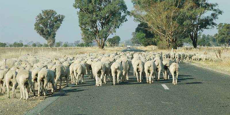 a herd of sheep moving down a road