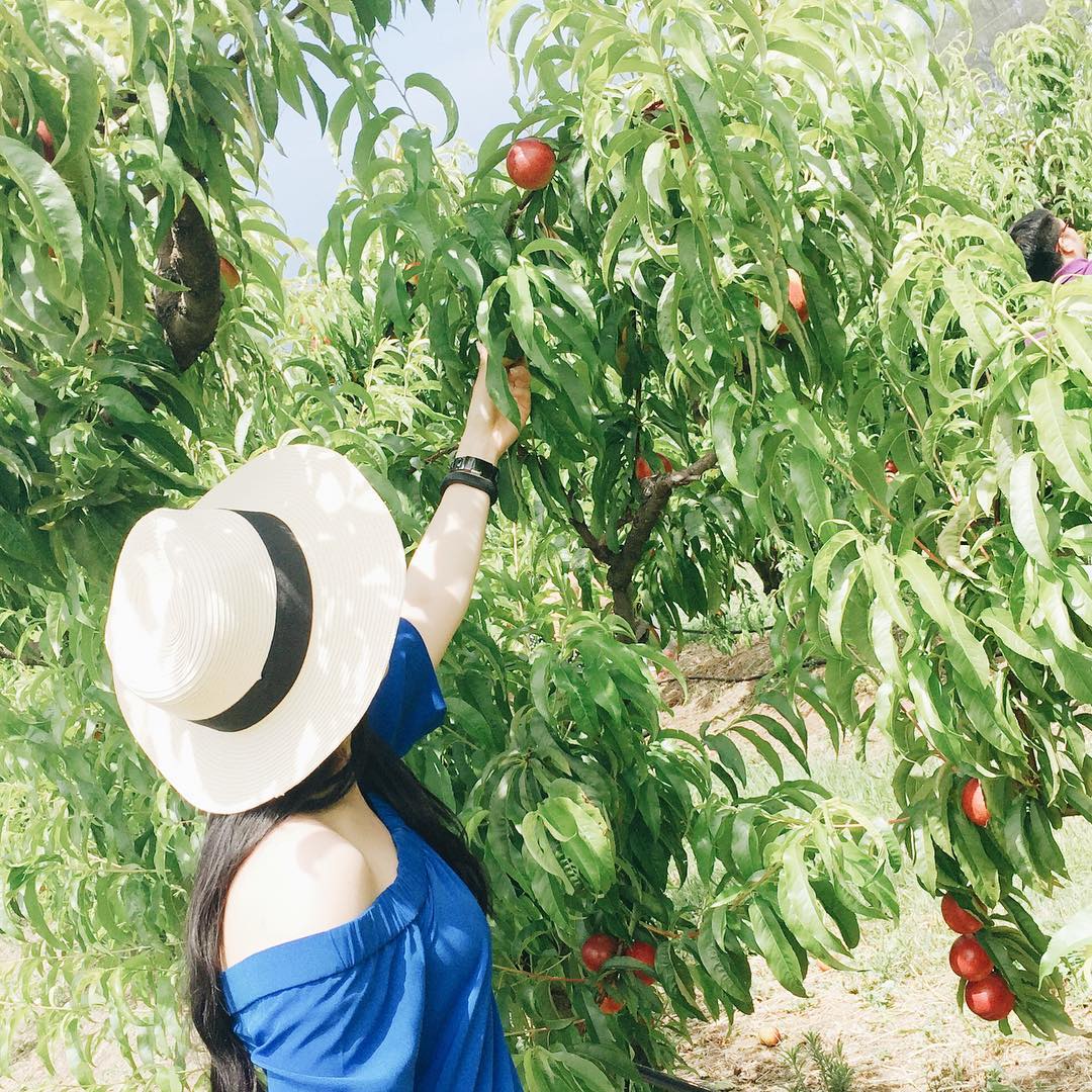 woman wearing a brimmed hat and blue top picking nectarines