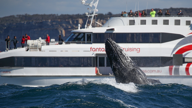 whale watching, whale watching sydney, whale watching season, whale watching cruises from sydney